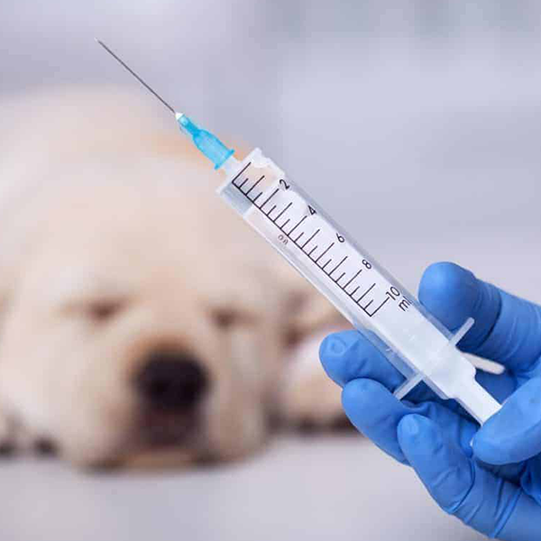 Agosto: mês de prevenção contra a raiva animal