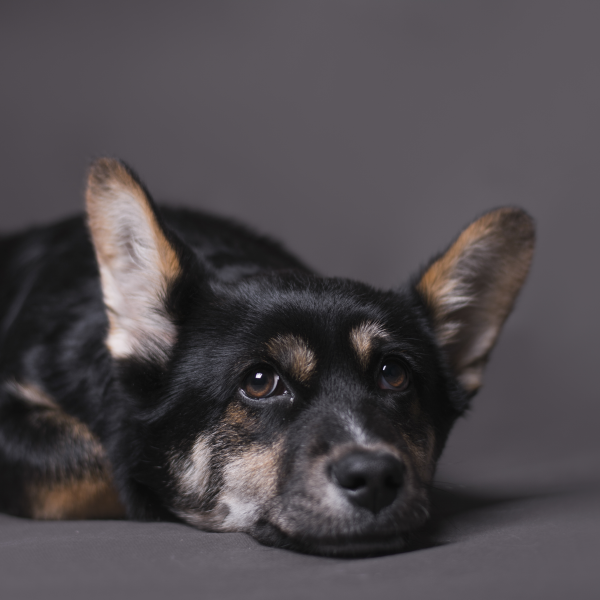 Abril Laranja - Mês de prevenção contra a crueldade animal