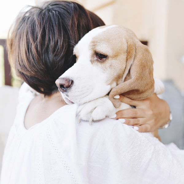 Saiba como lidar com o Pet traumatizado
