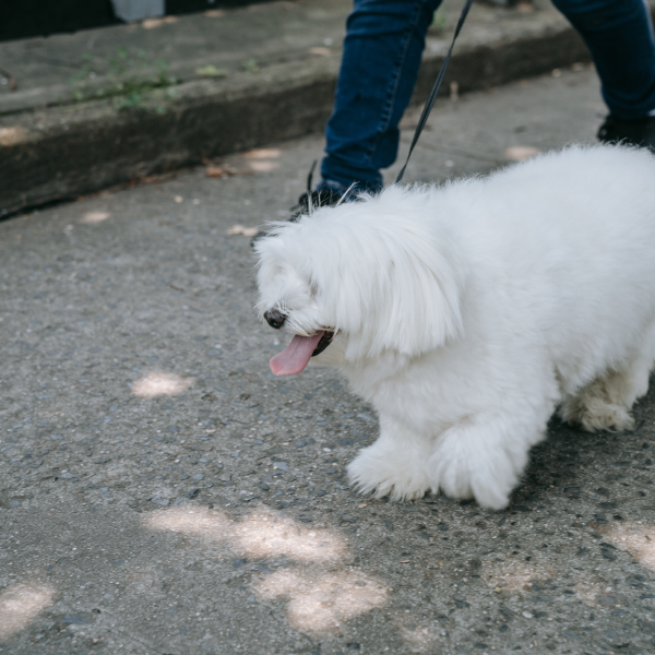 Durante o passeio com o seu cão muito cuidado com o chão quente