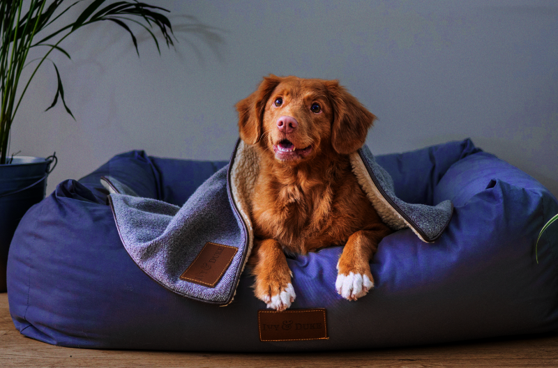 5 cuidados com seu pet durante o outono