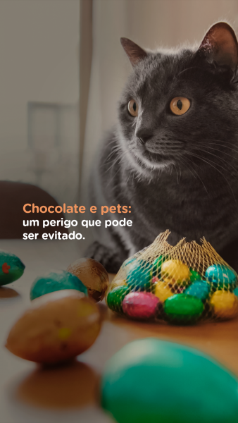 Chocolate e pets: um perigo que pode ser evitado