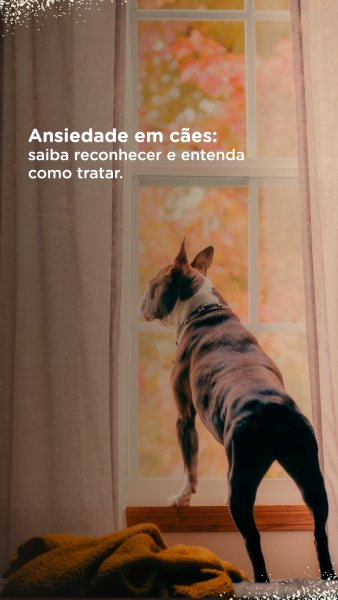 Ansiedade em cães: saiba reconhecer e entenda como tratar