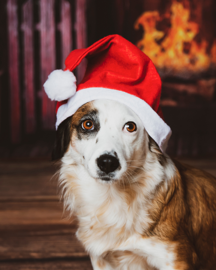 O que pets podem comer na ceia de Natal: alimentos proibidos e seguros