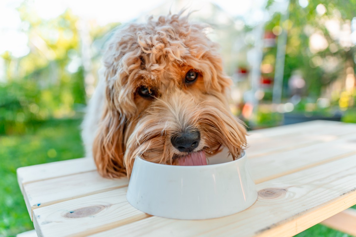 Cuidados com pets no calor: como proteger cães e gatos das altas temperaturas