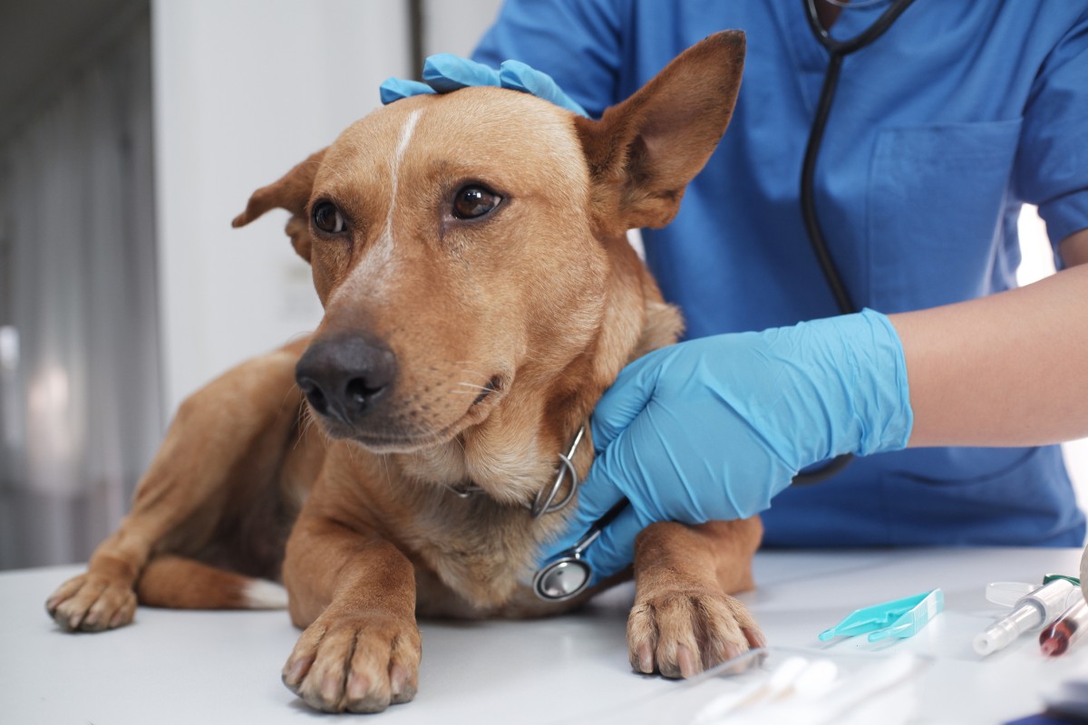 Por que cães e gatos também podem ter problemas no coração?