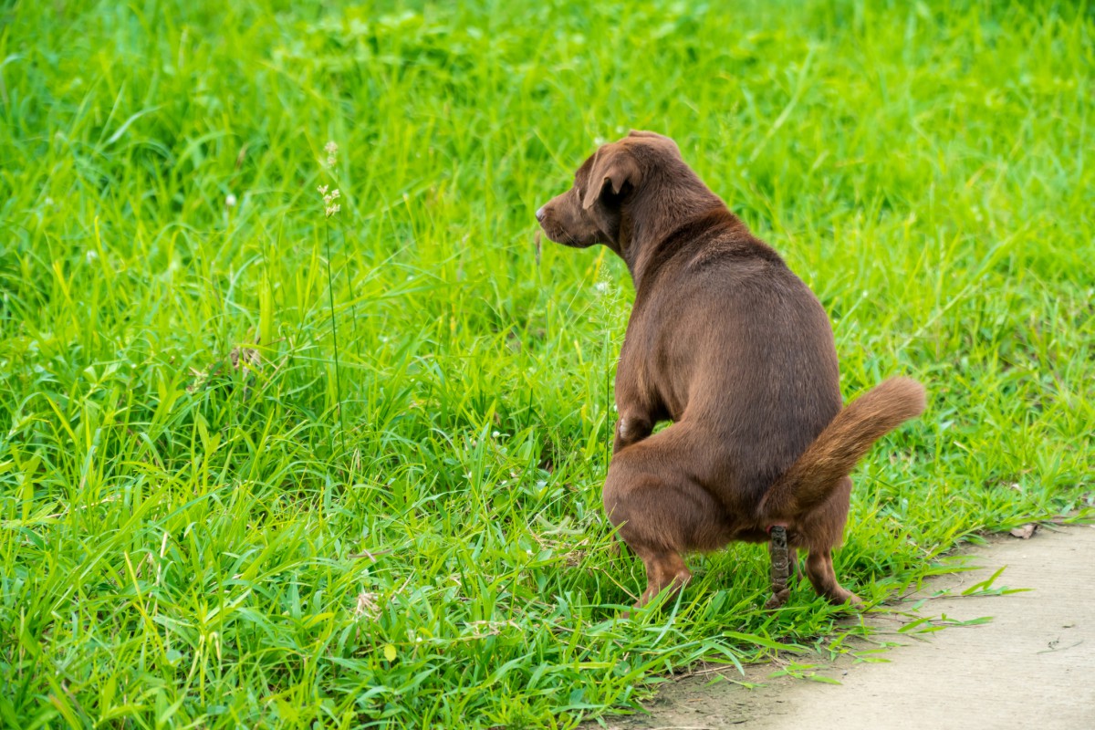 Por que os pets coçam o bumbum? Entenda as causas e quando se preocupar