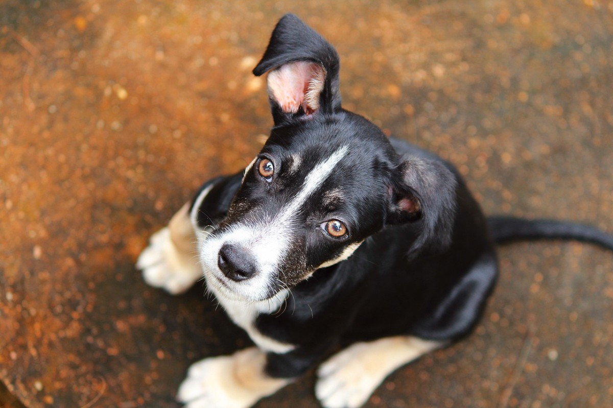 Doenças renais em pets: sinais de alerta, prevenção e cuidados que podem salvar vidas