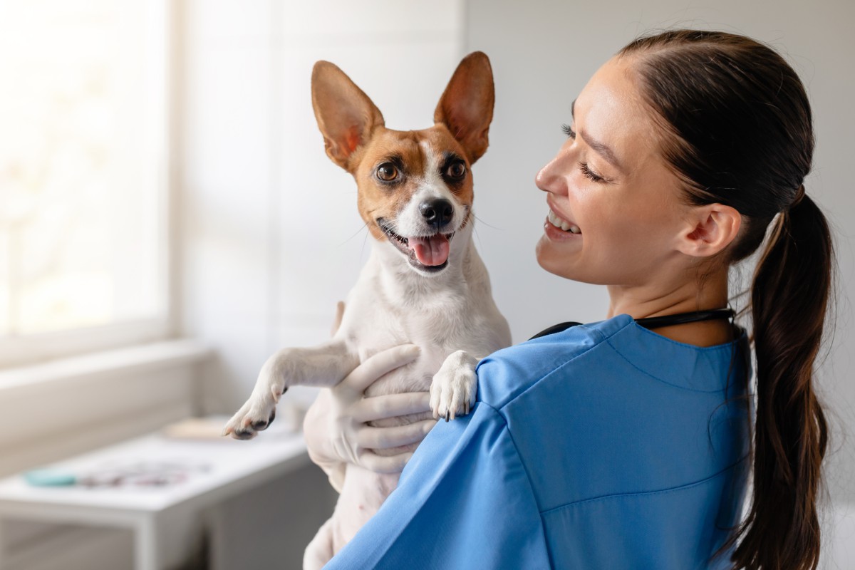 Doação de sangue para pets: um gesto que pode salvar vidas