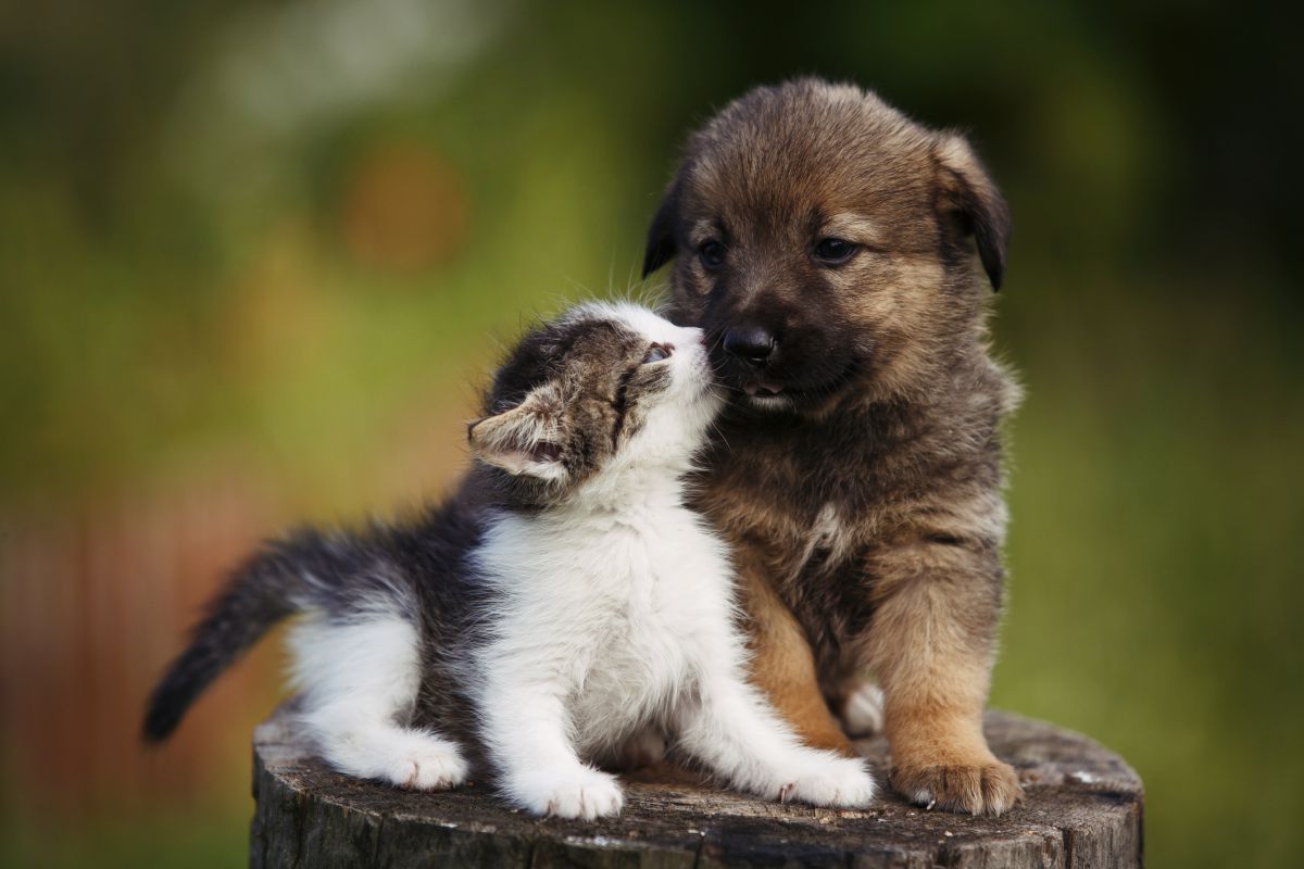 Check-up veterinário: por que esperar os sintomas aparecerem pode custar caro?