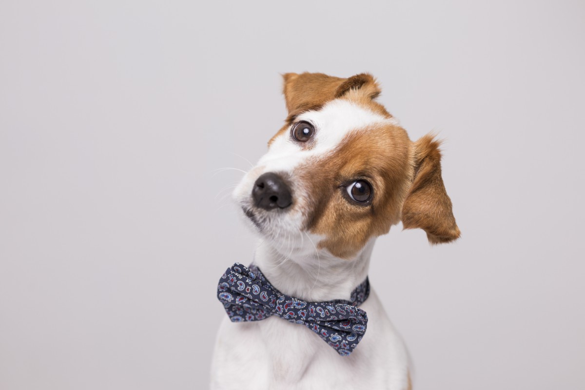 Por que levar seu pet ao veterinário mesmo quando ele parece saudável?