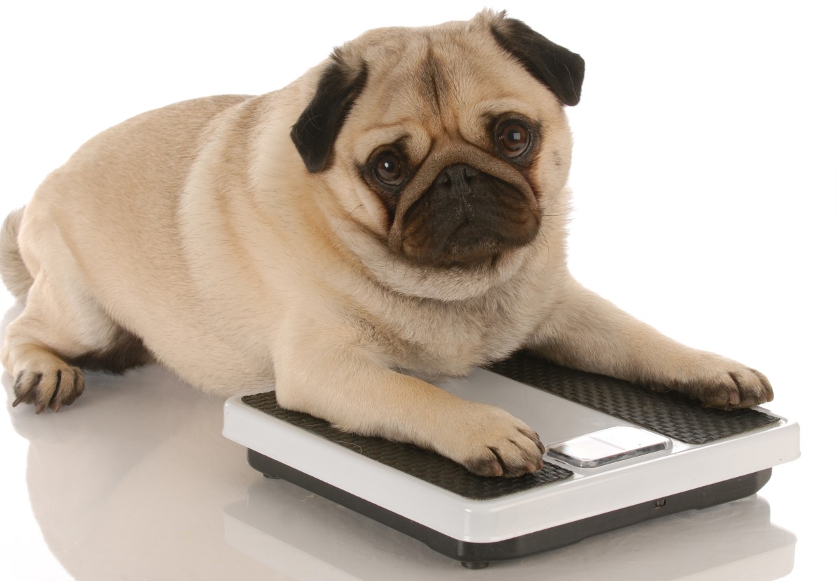 Obesidade em cães e gatos: quando o excesso de peso vira um problema